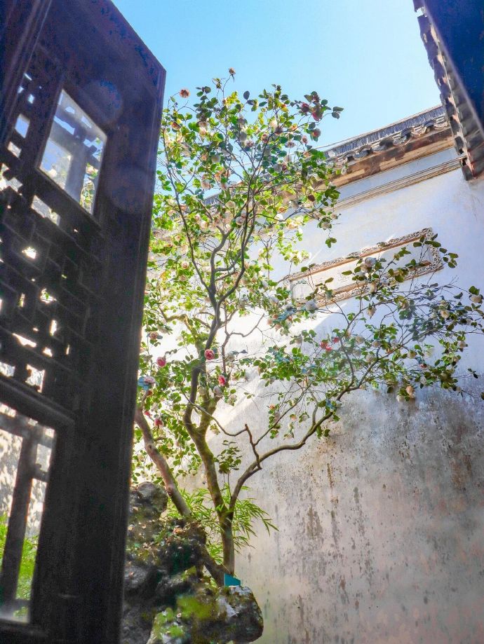 西山雕花楼的百年五色茶树花开了！