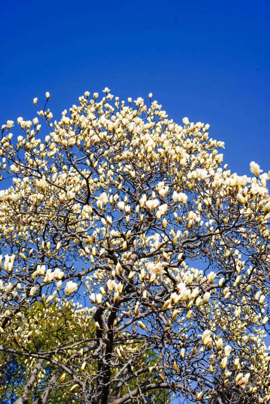 实探！这棵有“背景”的玉兰，周末约吗？