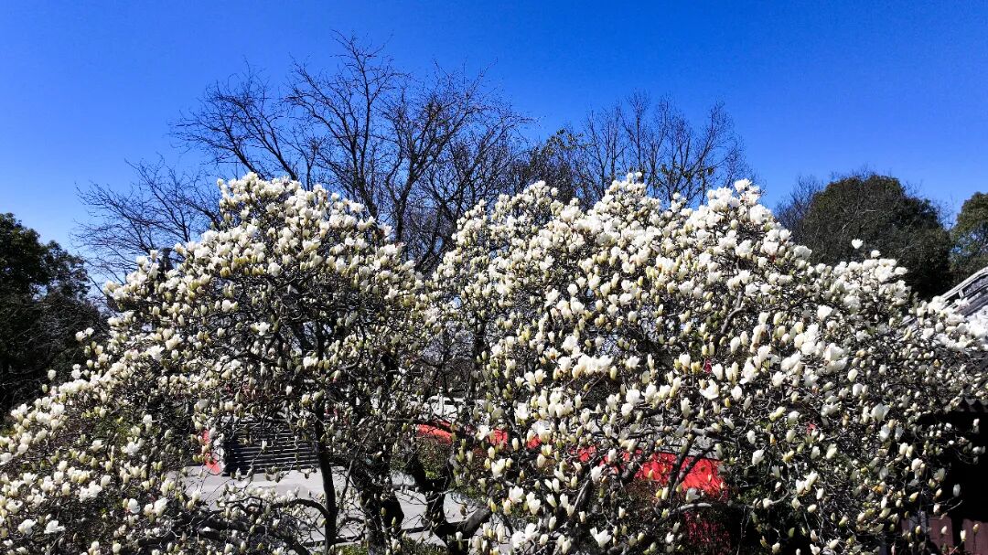 实探！这棵有“背景”的玉兰，周末约吗？