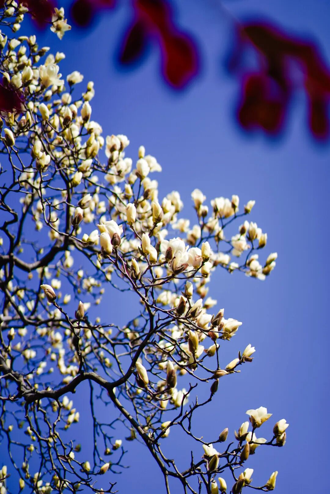 实探！这棵有“背景”的玉兰，周末约吗？