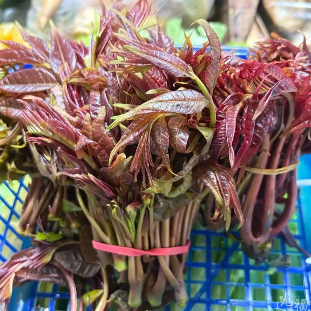 春日限定的鲜美，都藏在这座光福小镇里