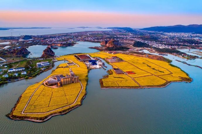 超美金色花海上线！约起～