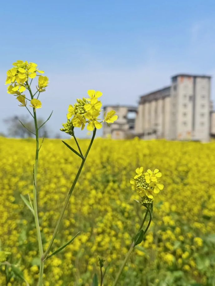 超美金色花海上线！约起～