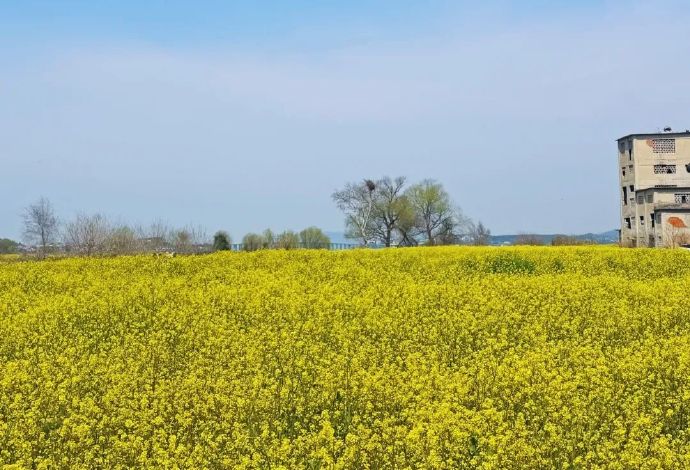 超美金色花海上线！约起～