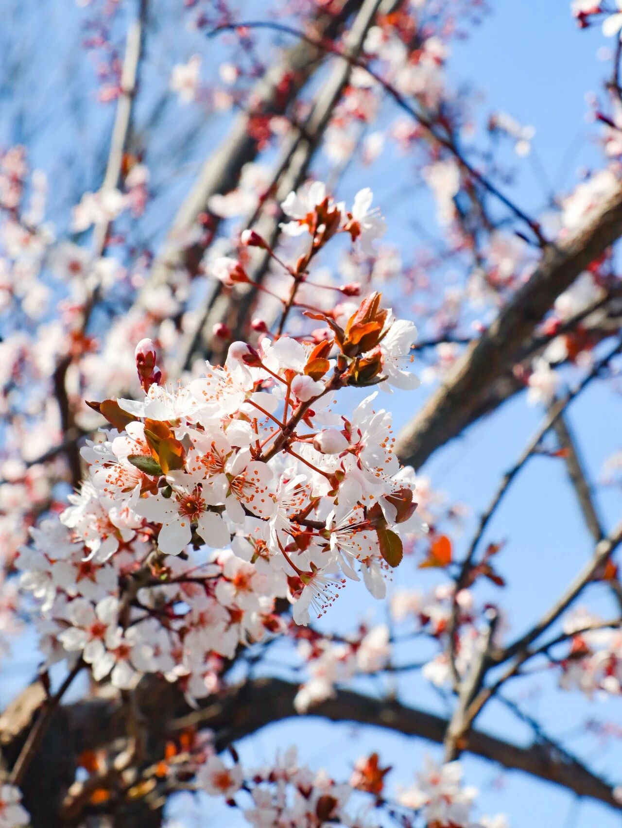李花盛开，赴一场春日雪白之约~