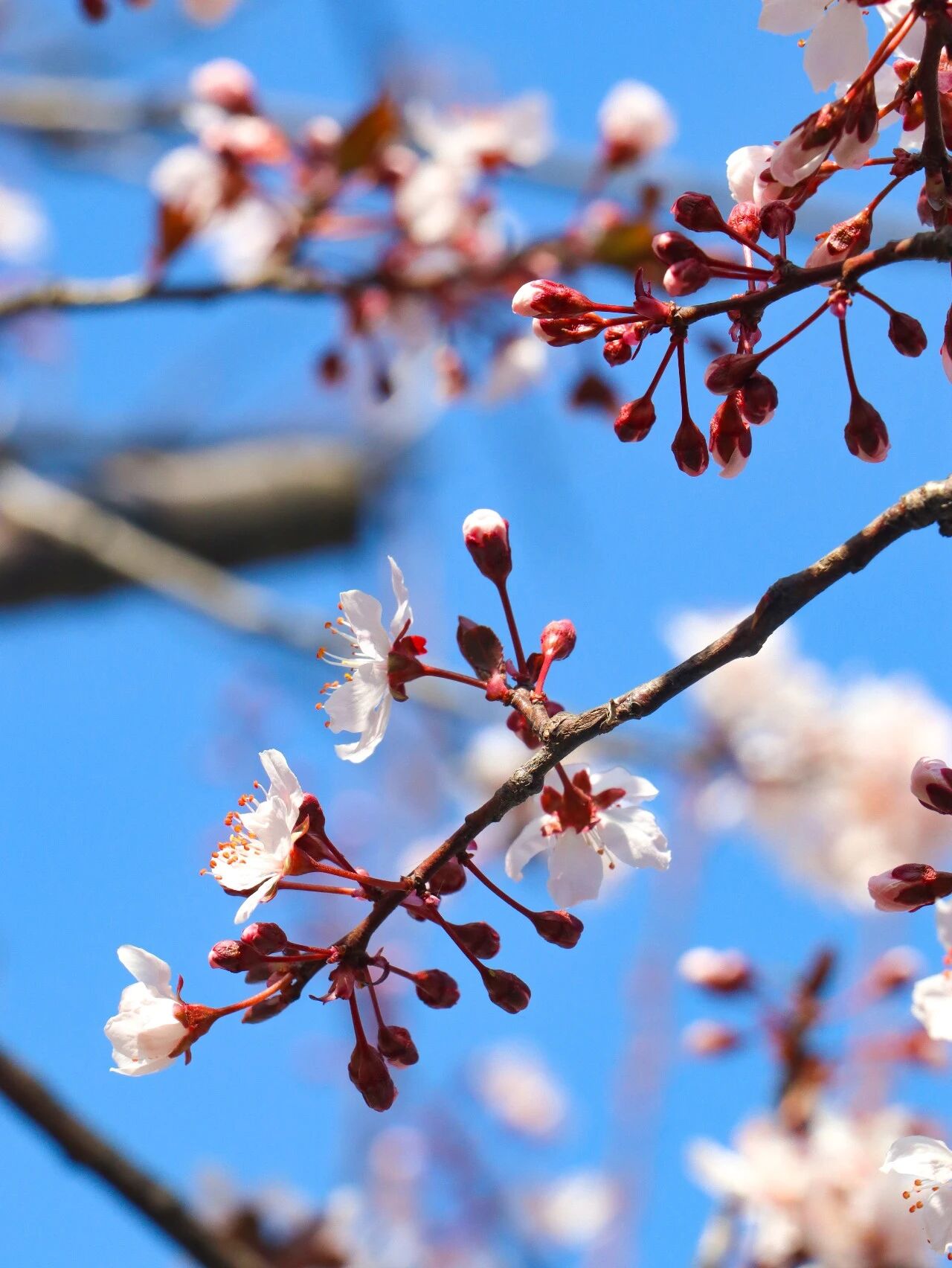 李花盛开，赴一场春日雪白之约~