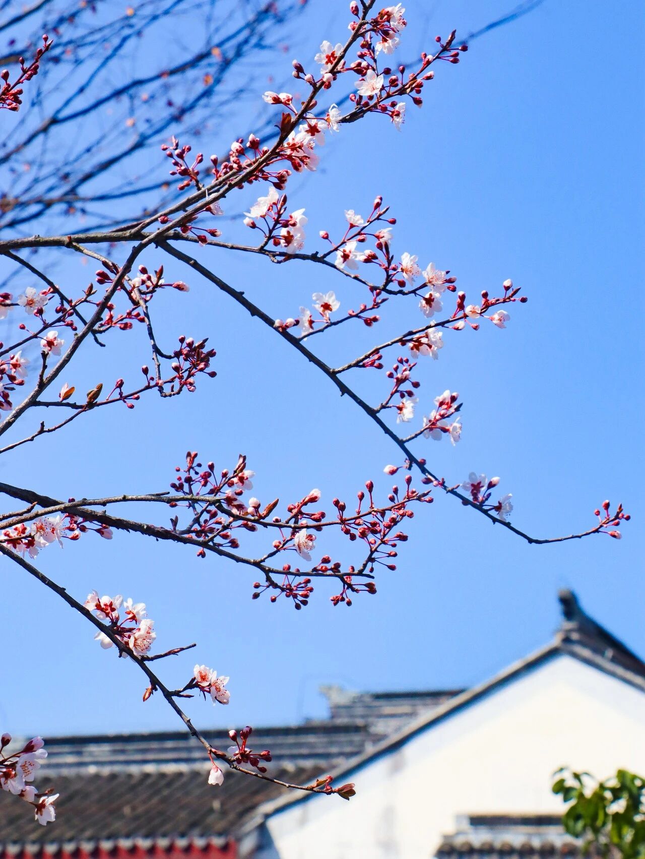 李花盛开，赴一场春日雪白之约~