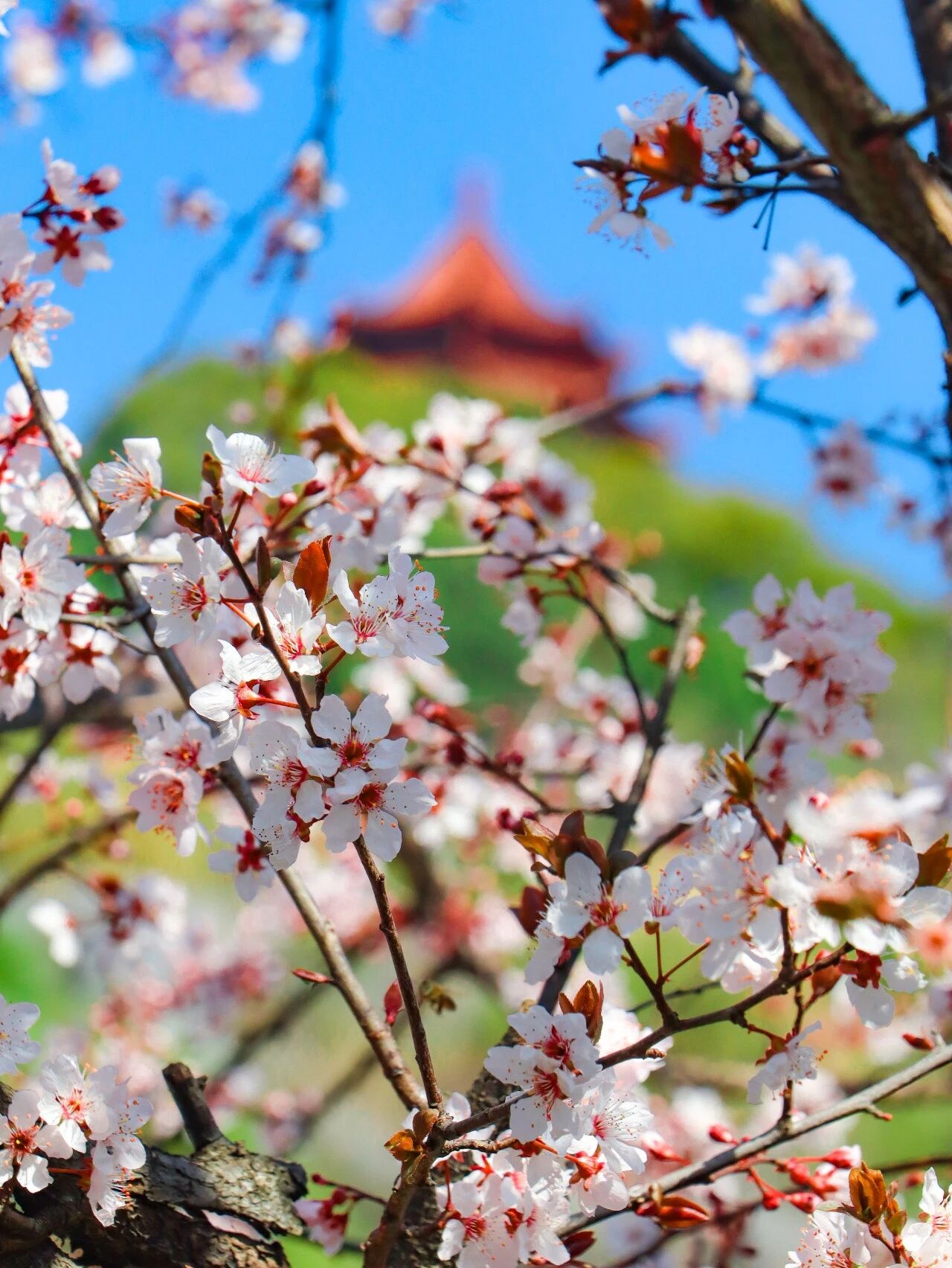 李花盛开，赴一场春日雪白之约~