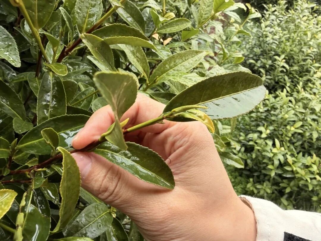 一杯碧螺春，饮尽江南春