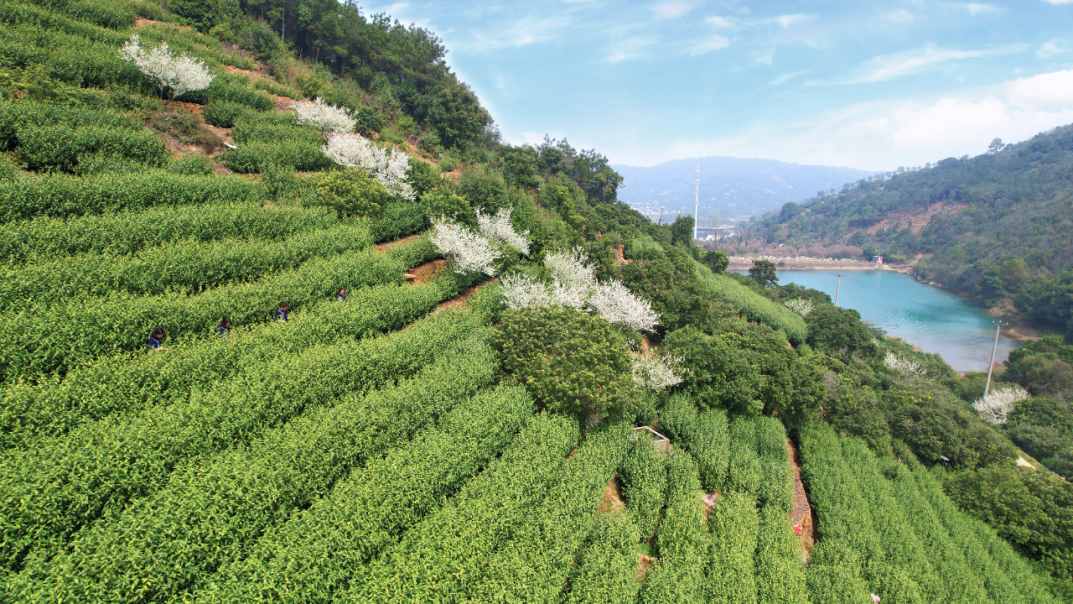 开采啦！循着茶香，赴一场春日之约~