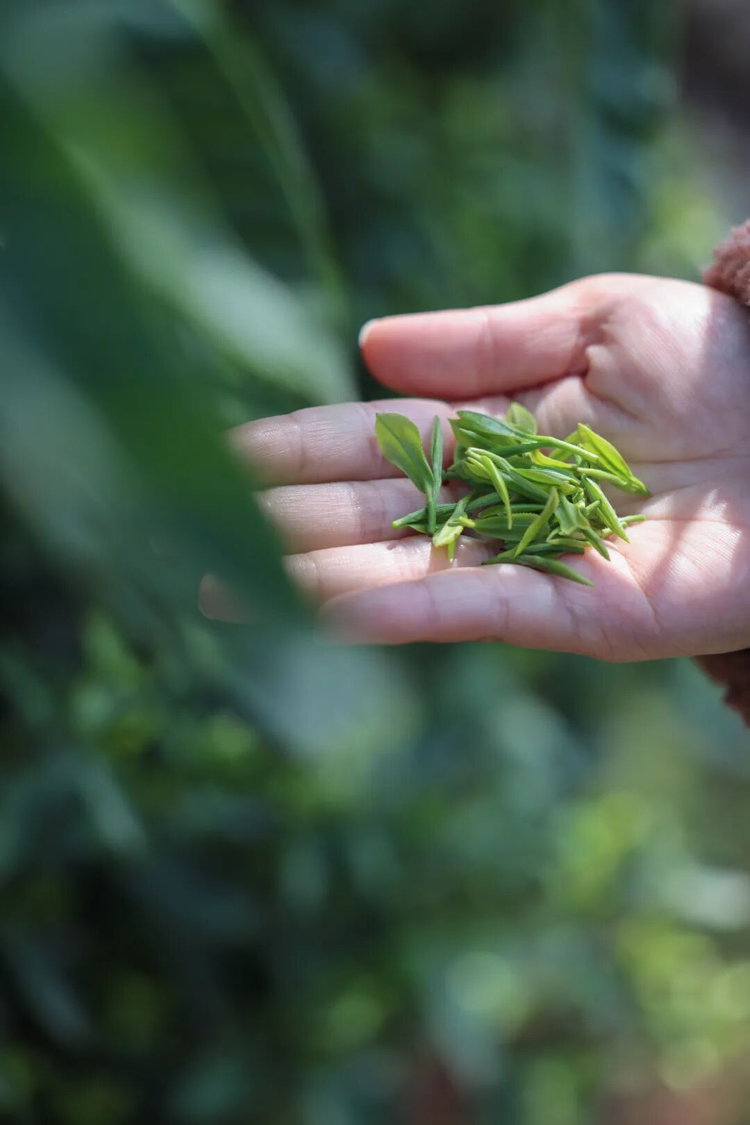 开采啦！循着茶香，赴一场春日之约~