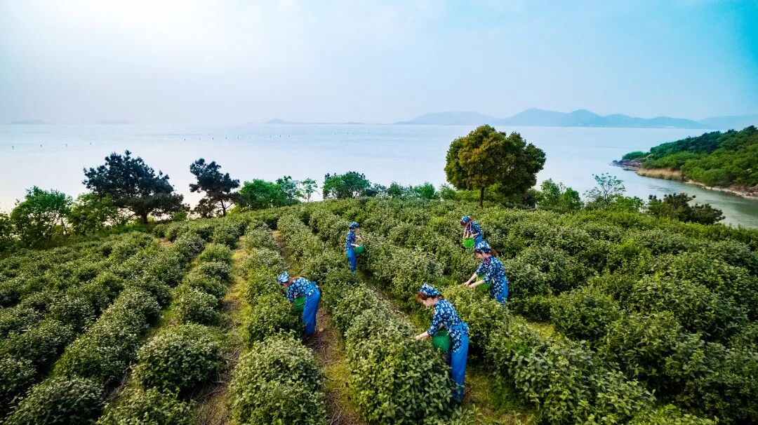 开采啦！循着茶香，赴一场春日之约~