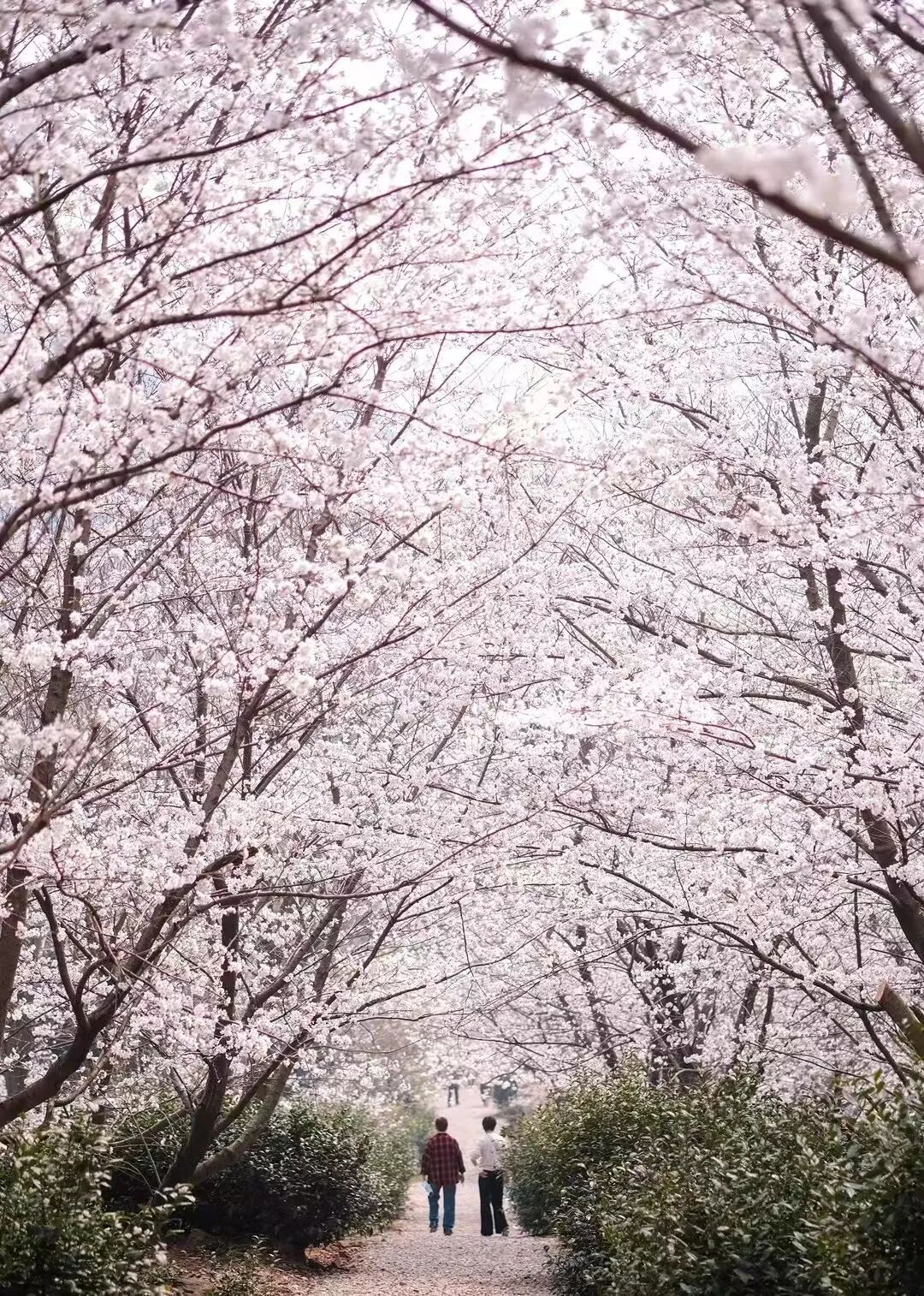 花期将至！跟着地图去赏樱~