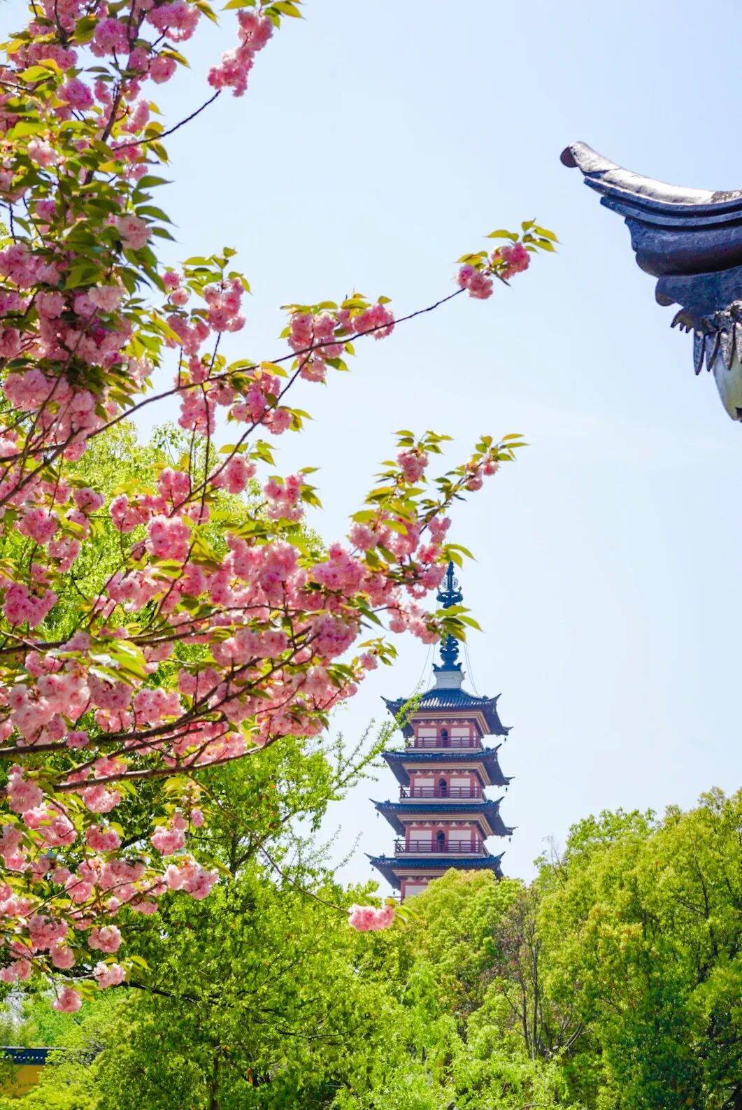 花期将至！跟着地图去赏樱~