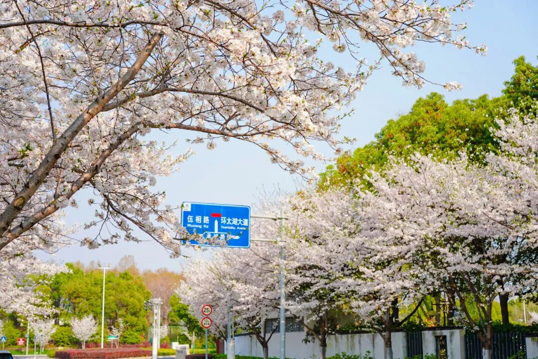 花期将至！跟着地图去赏樱~