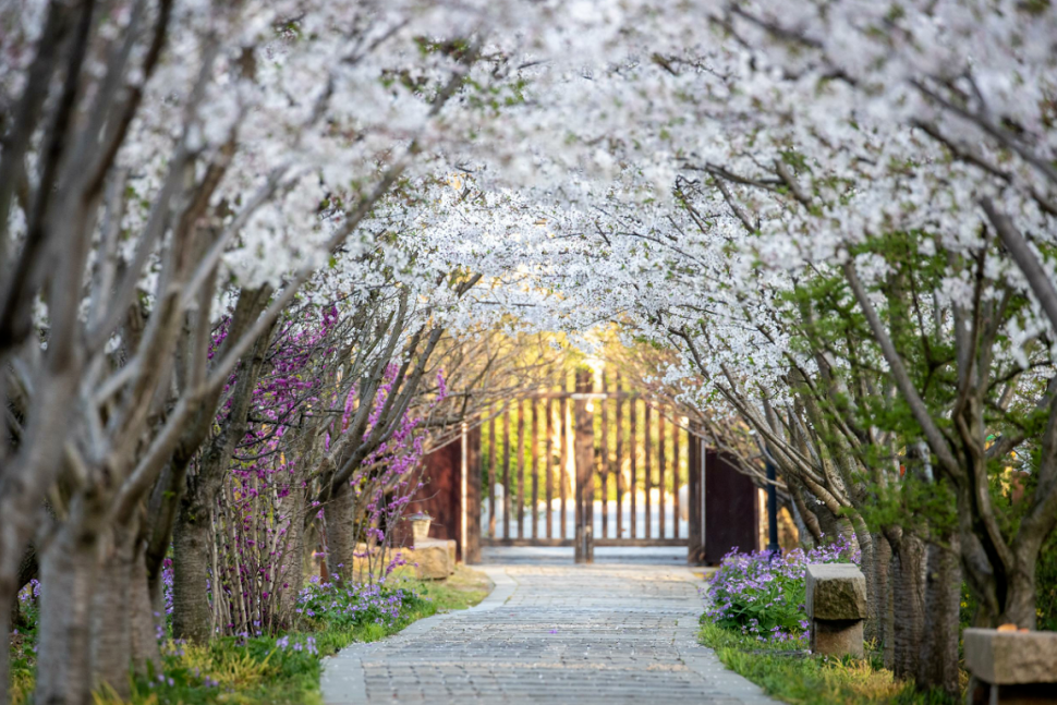 花期将至！跟着地图去赏樱~