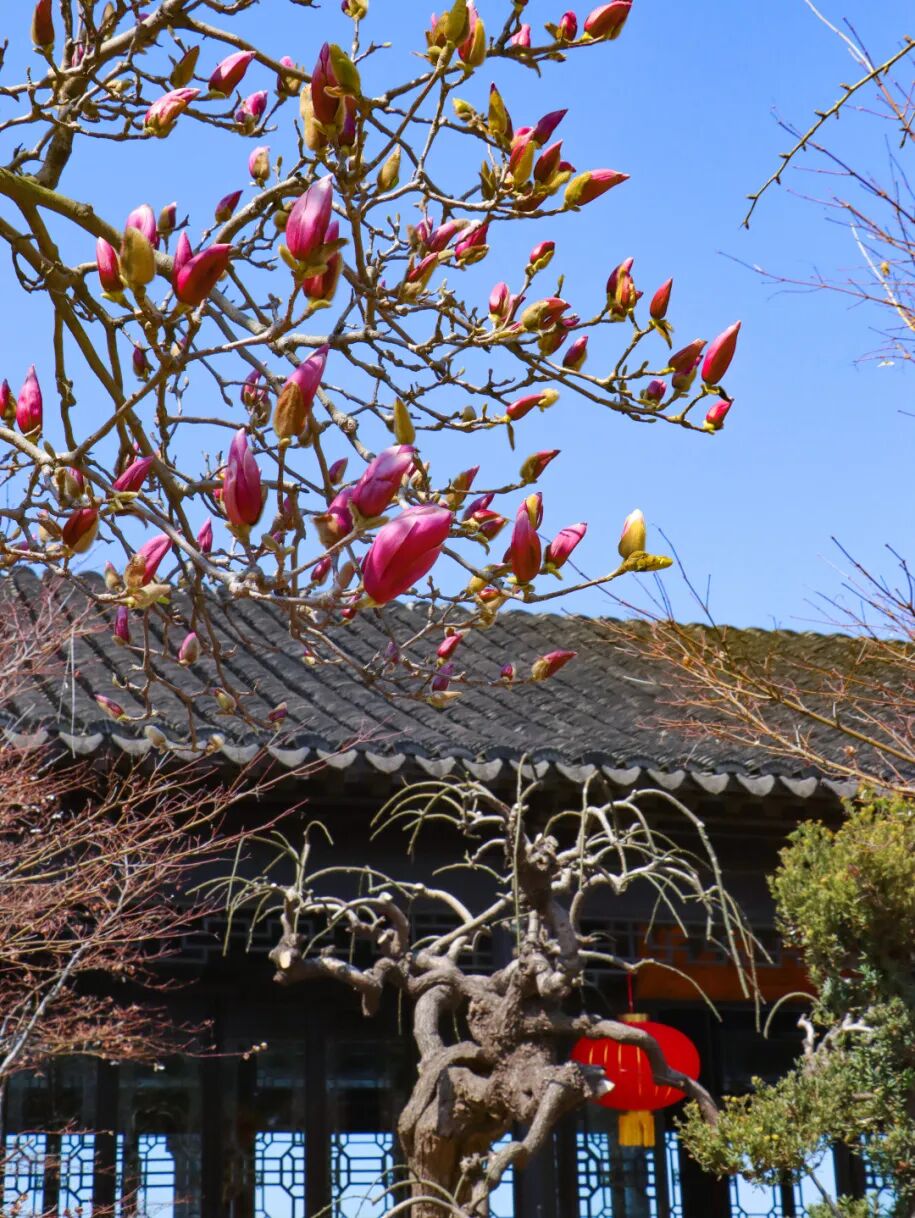 怎么能错过藏在禹王庙里的春天呢？