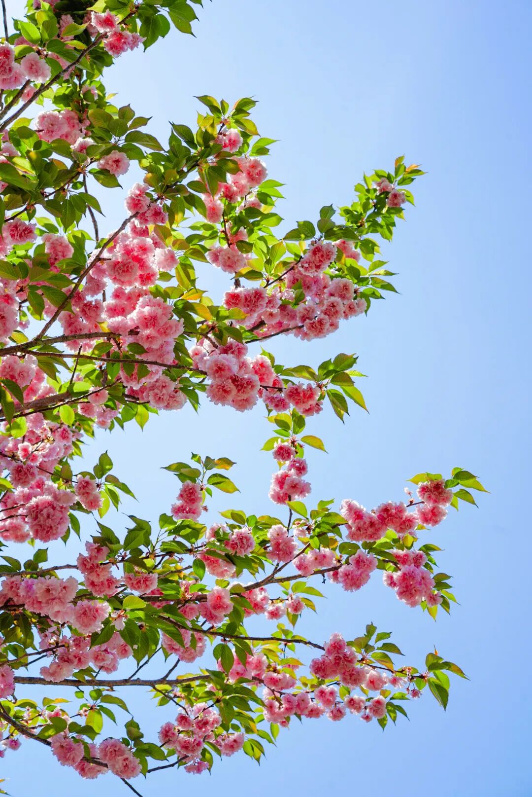 太湖赏樱・动感探春二日游