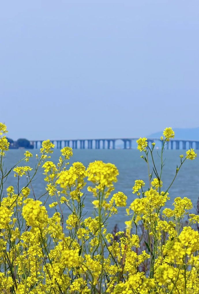 油菜花开，一起去撒个野~