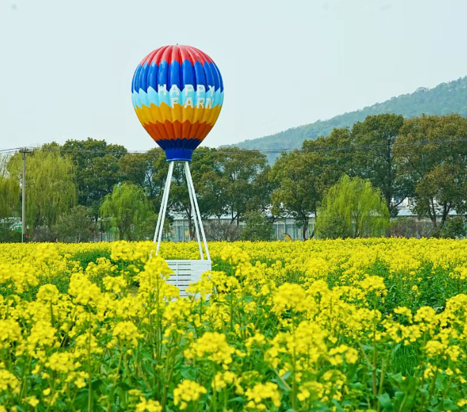 油菜花开，一起去撒个野~