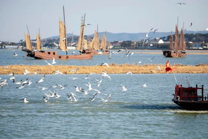 400万人次赴约!太湖观鸟季进入尾声~