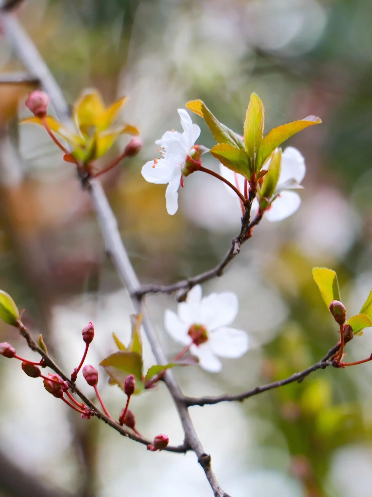 赴石公山，揽一湖春色入怀~