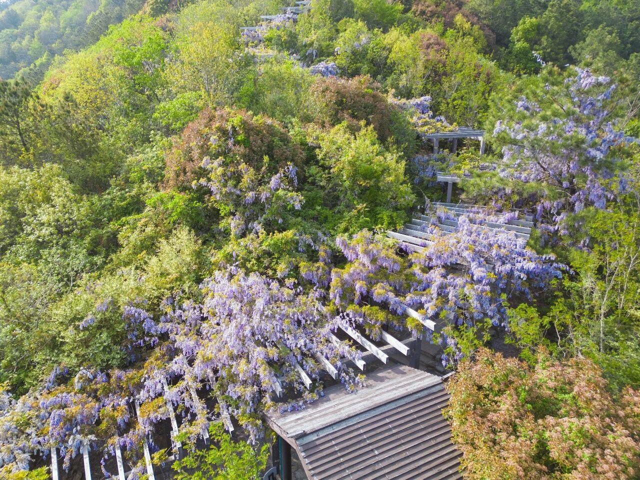 紫藤花海即将开爆