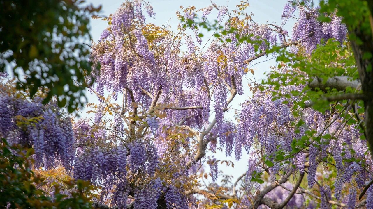 紫藤花海即将开爆