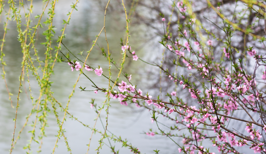 桃花地图上线，赏春不迷路~