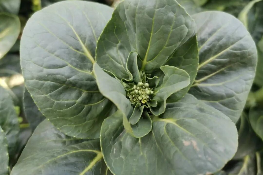 野菜知春，一箸江南