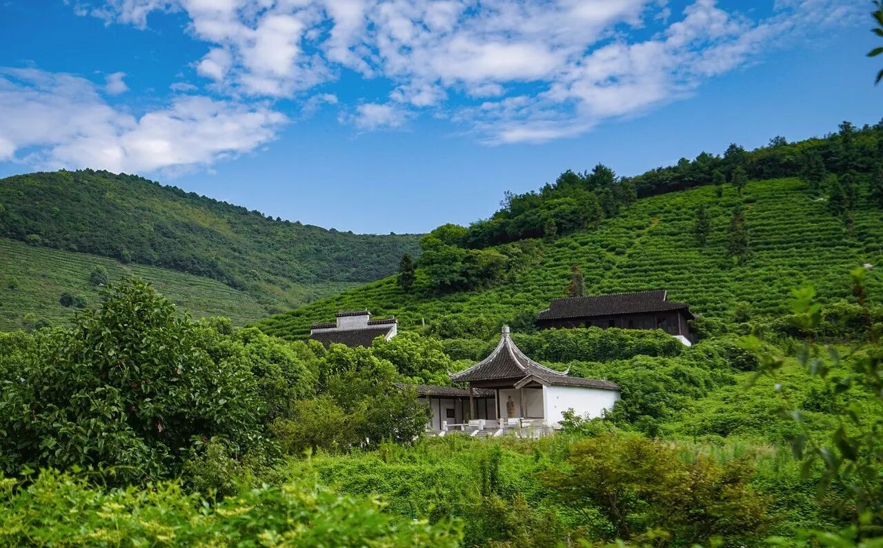 上岛赴一场春日寻茶之旅~