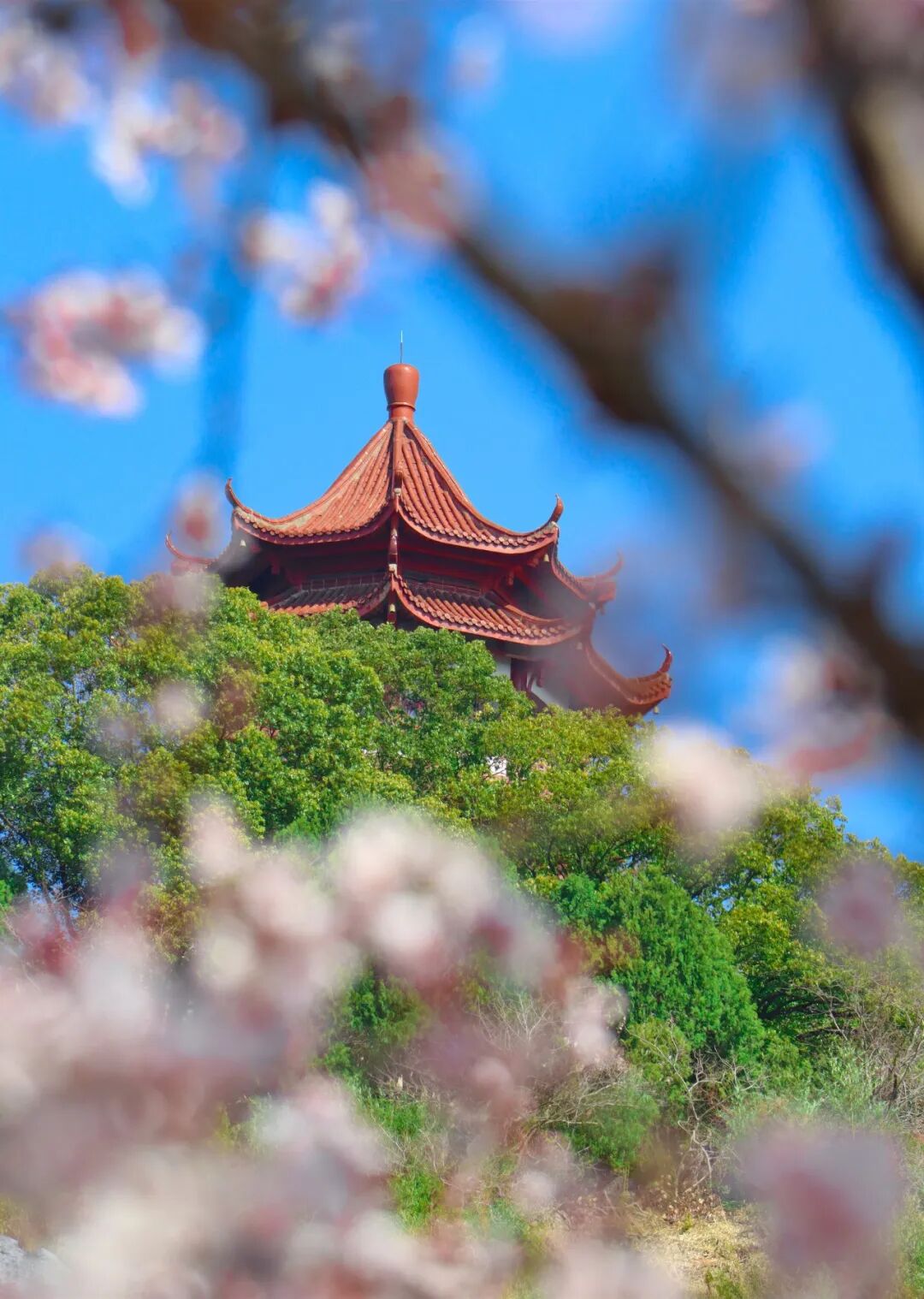 假期开启！在西山岛花式过春天~