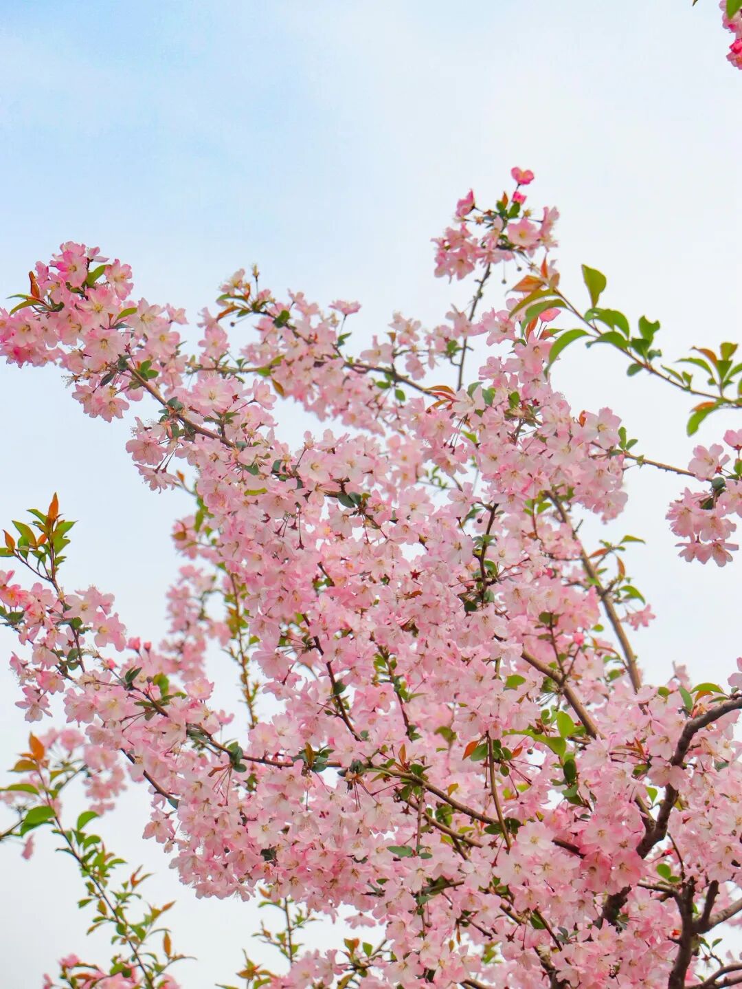 假期开启！在西山岛花式过春天~
