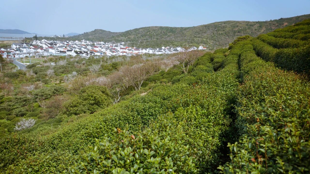 假期开启！在西山岛花式过春天~