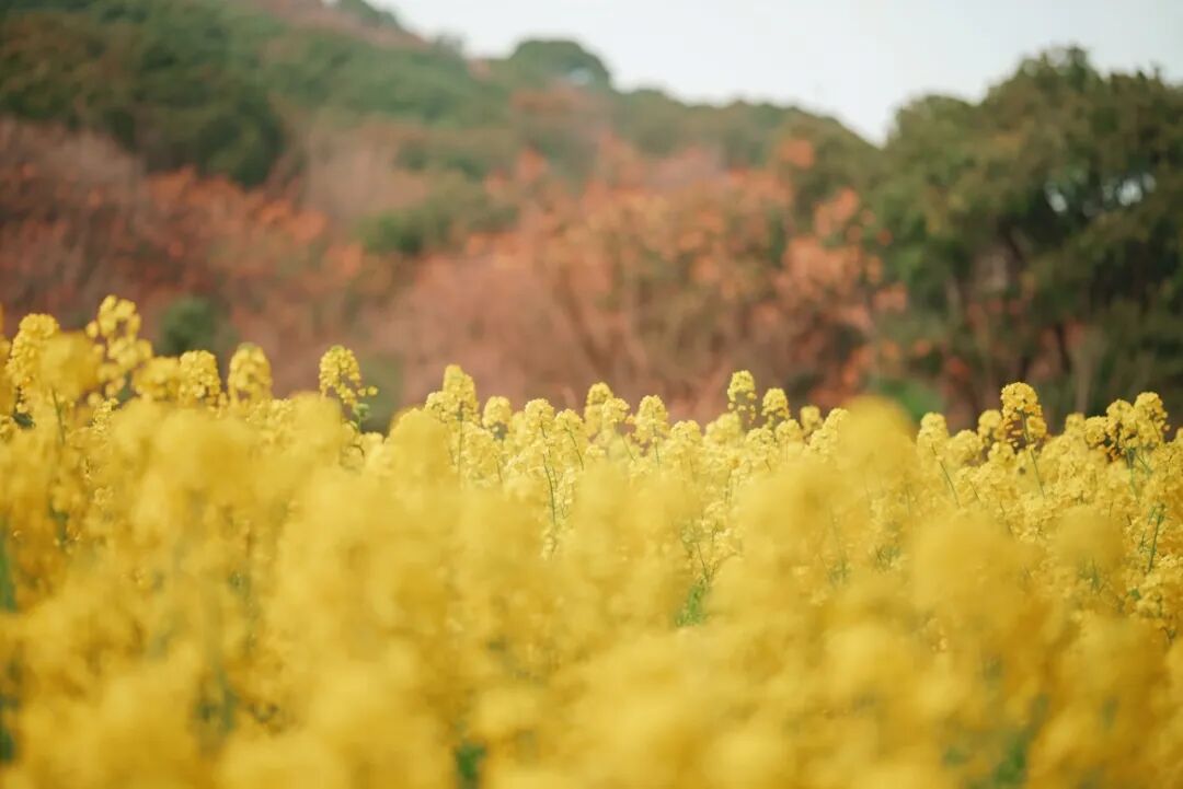 春假热闹开场！来光福，续精彩~
