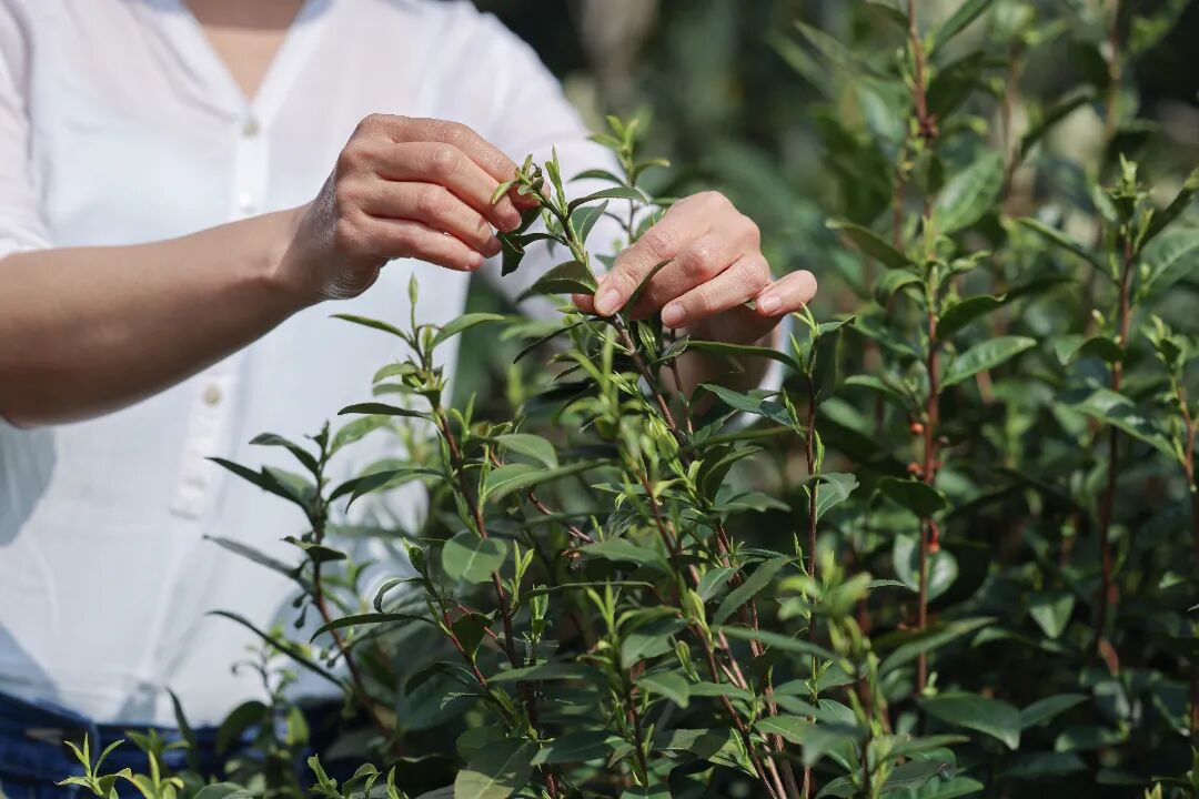 在碧螺春的故乡，品味春天的味道