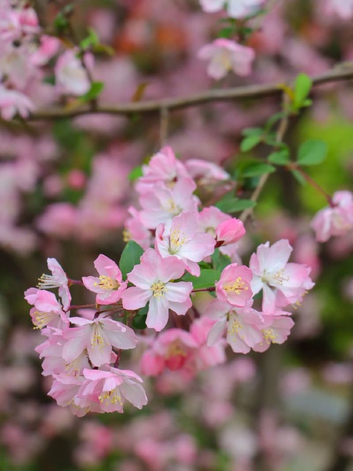 西山岛海棠花开了