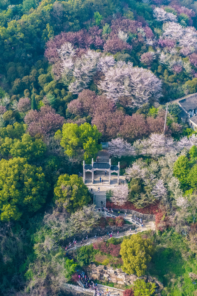 谁家赛道这么好看！光福樱花越野跑完美收官！