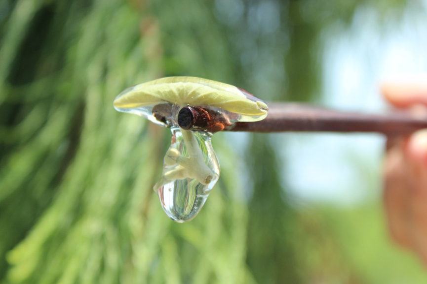 鲜掉眉毛！预计4月中旬大量上市