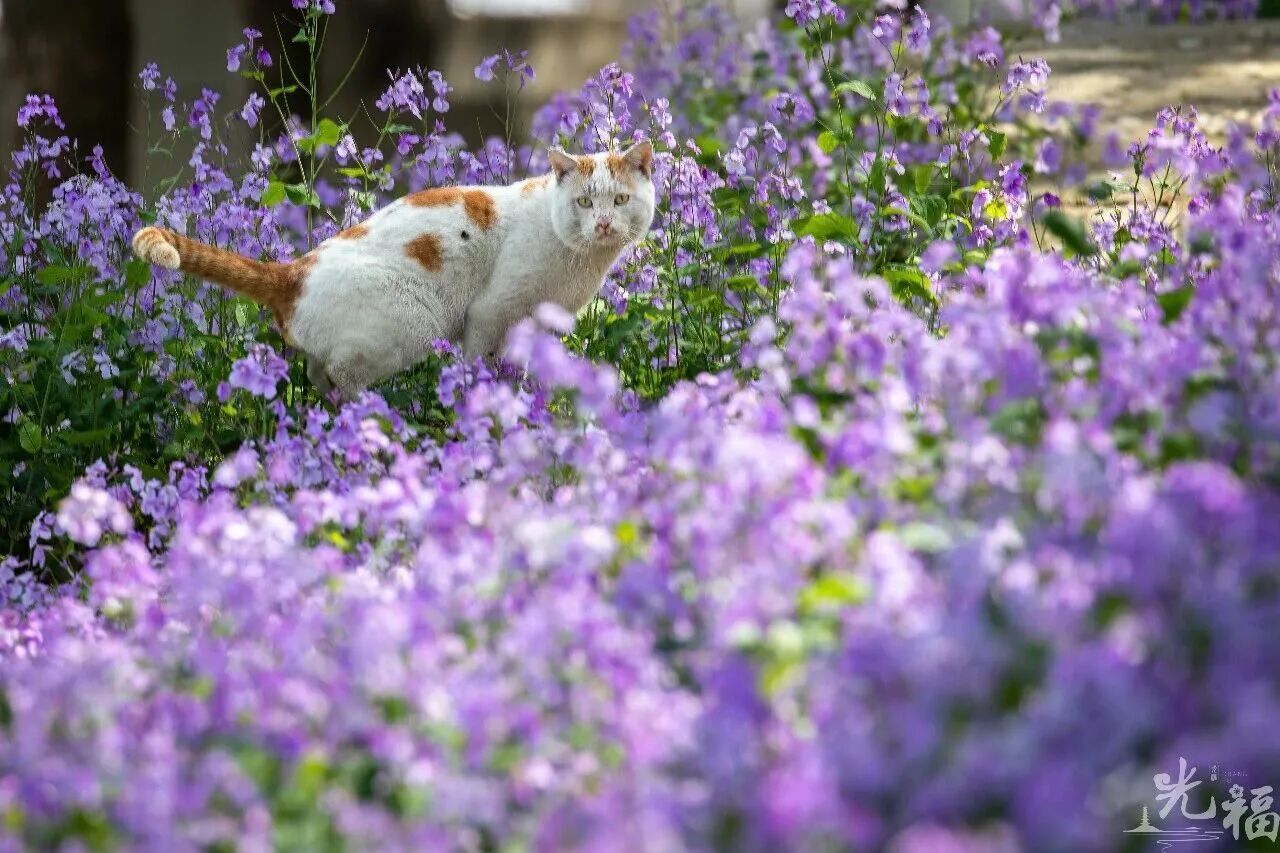紫色风铃垂枝头，小花铺满地