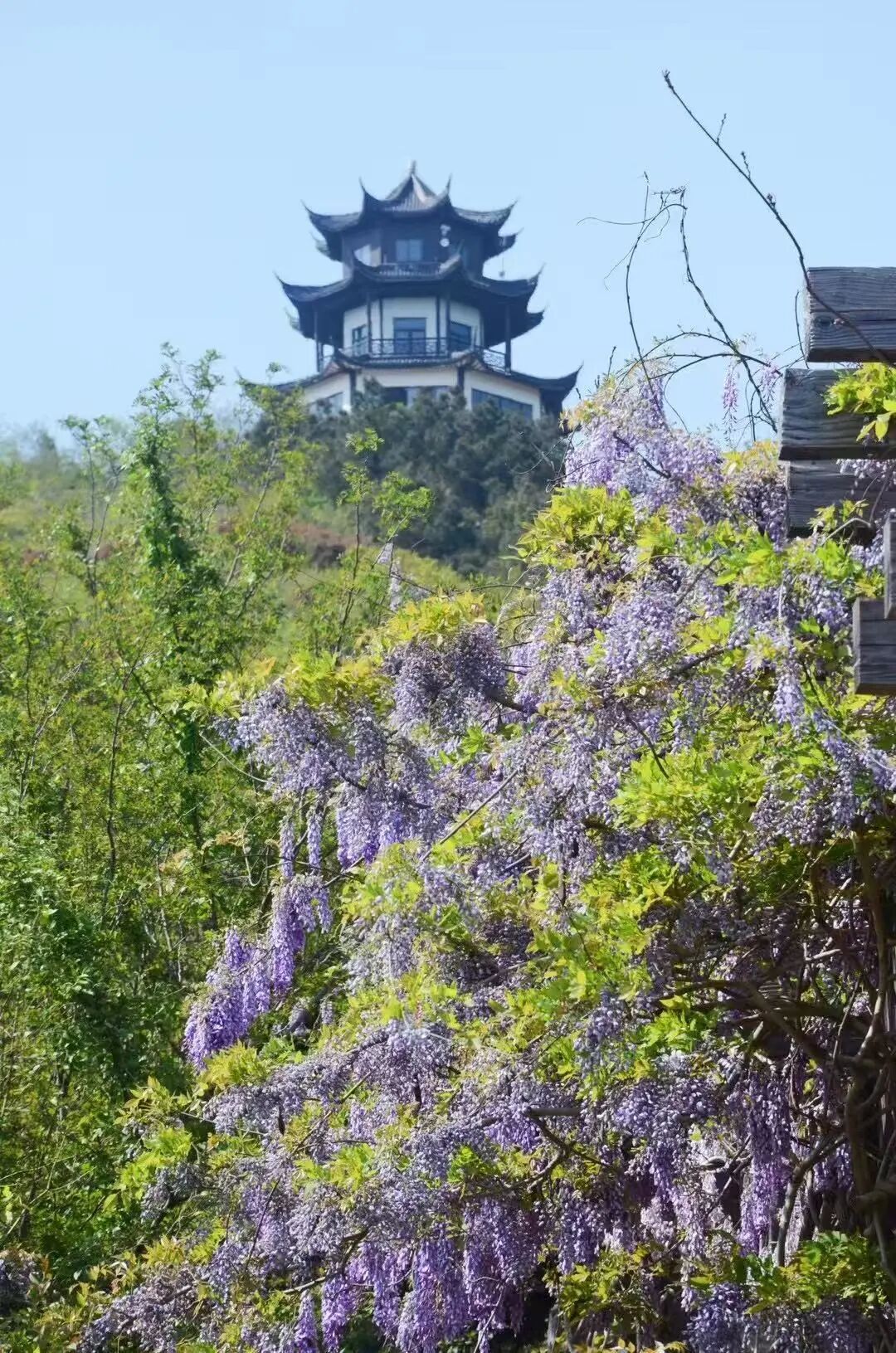 吴中紫藤地图：花下迷路，也愿意