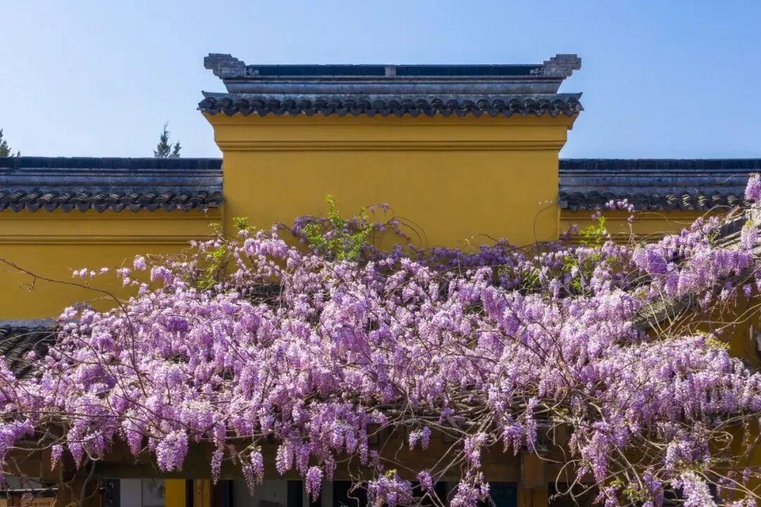 吴中紫藤地图：花下迷路，也愿意