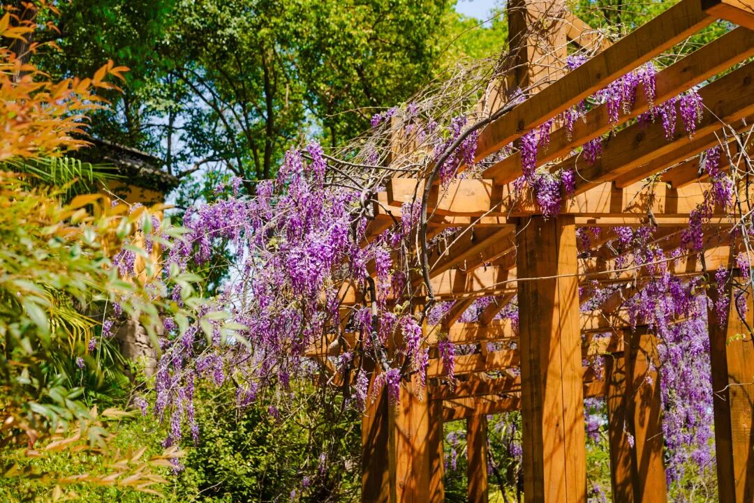 吴中紫藤地图：花下迷路，也愿意