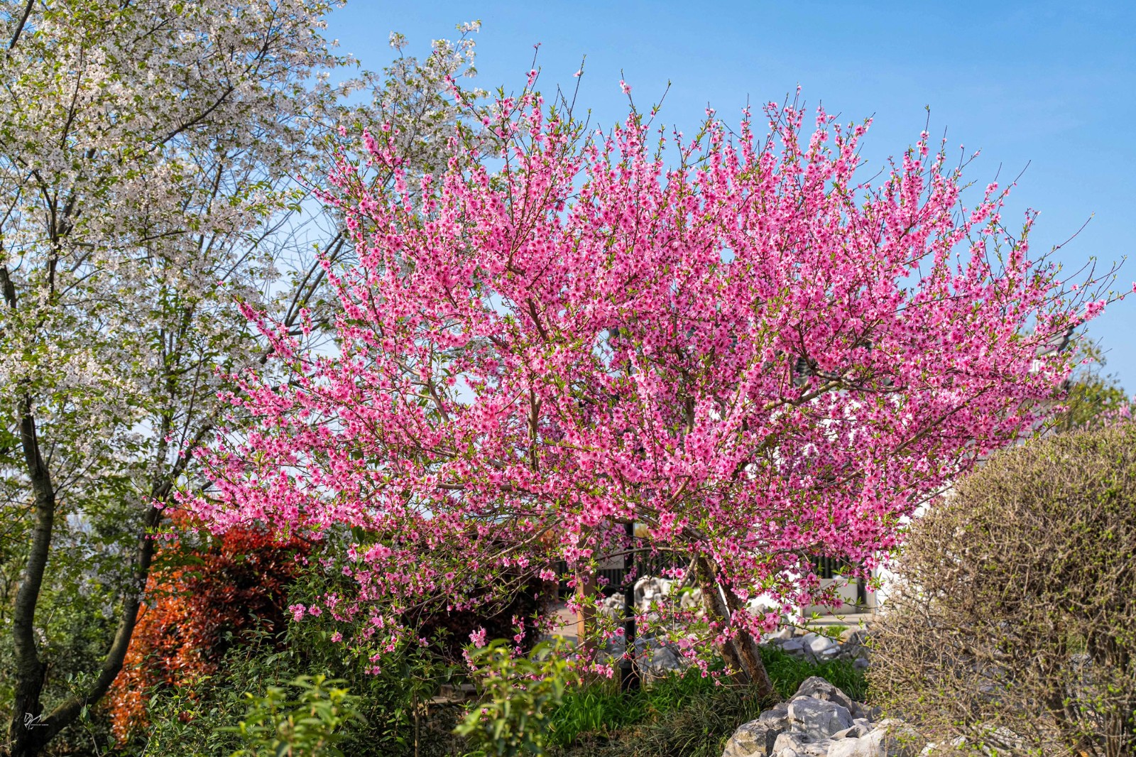 桃花灼灼，海棠未眠