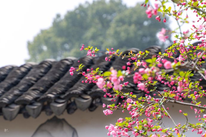 桃花灼灼，海棠未眠