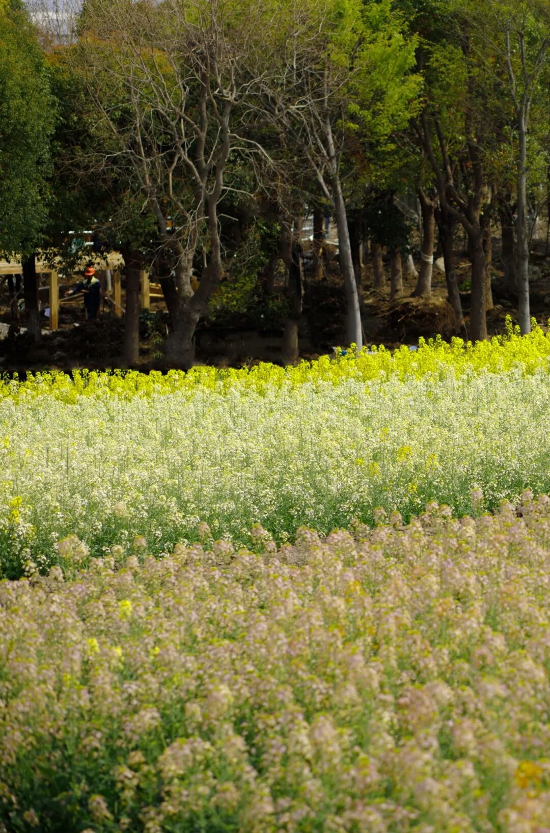 开园啦！吴中又一绝美花海~