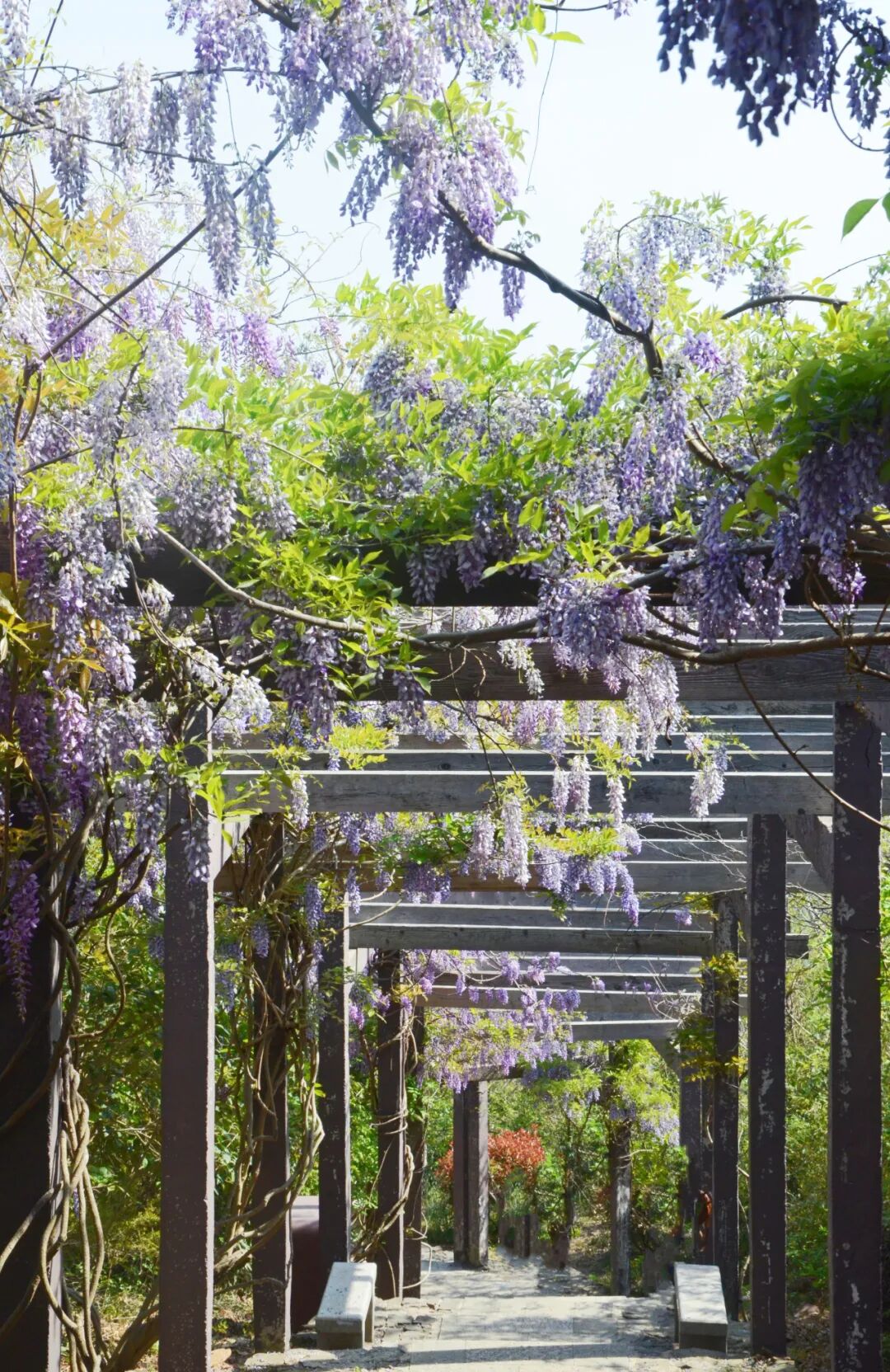 缥缈峰紫藤花开正艳~