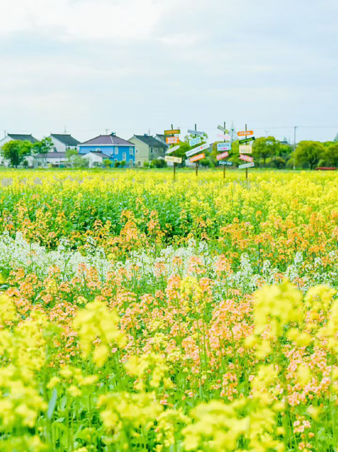 来暖村邂逅彩色油菜花田！