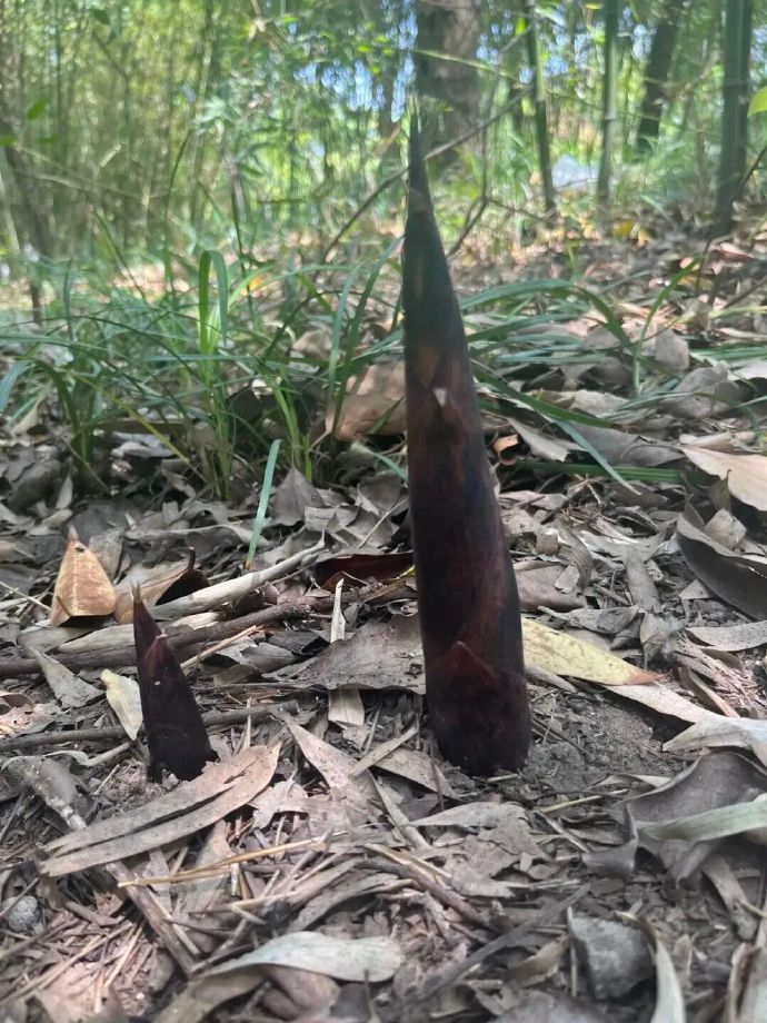 西山岛的春天，真鲜！