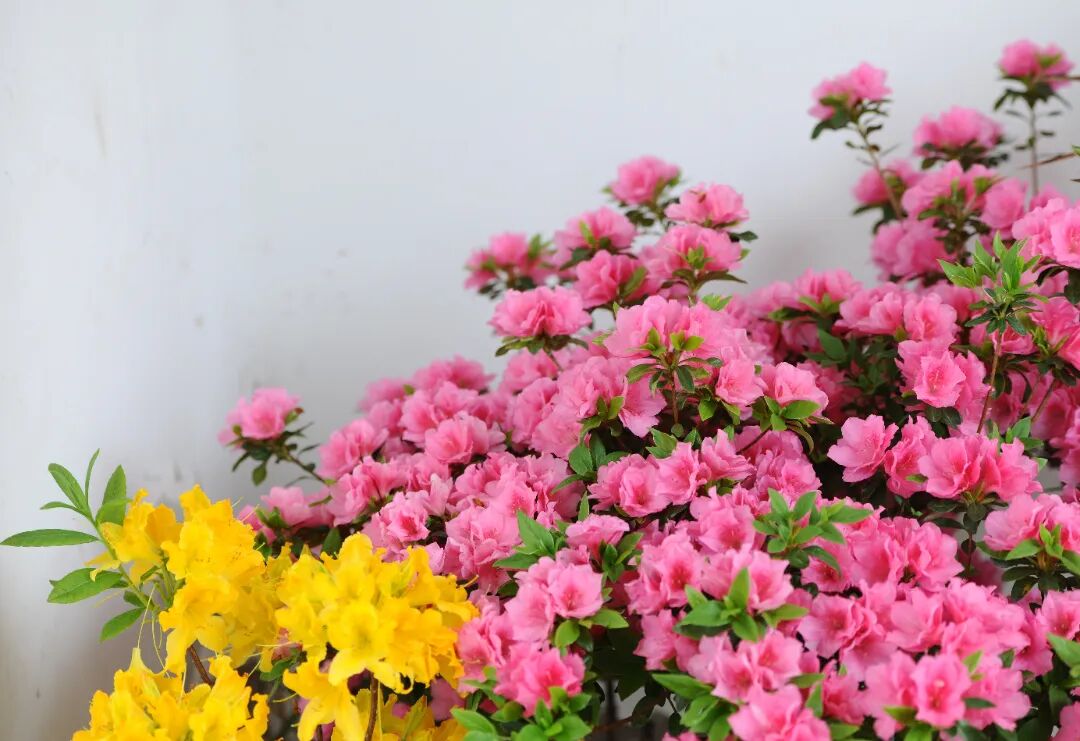 漫山杜鹃开，跟着地图出发啦~